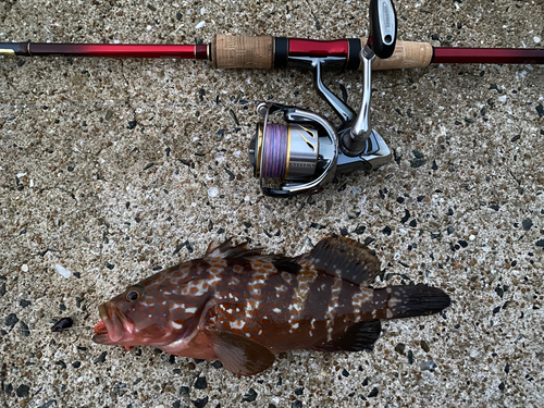 アコウの釣果