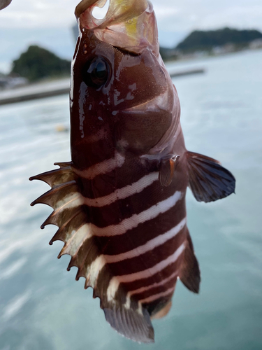 マハタモドキの釣果