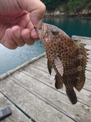 オオモンハタの釣果