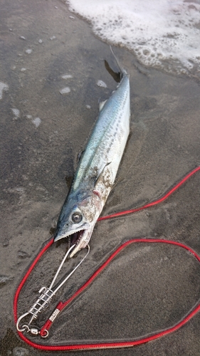 サゴシの釣果