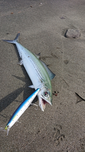 サゴシの釣果