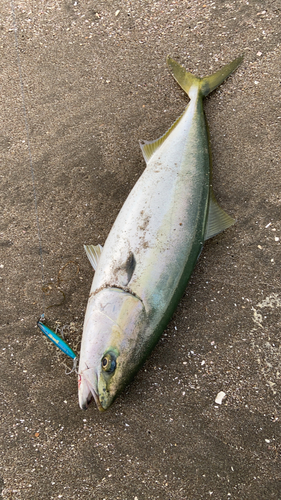 イナダの釣果