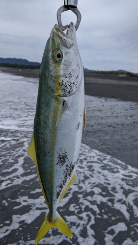 イナダの釣果