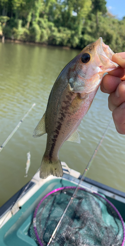 ブラックバスの釣果