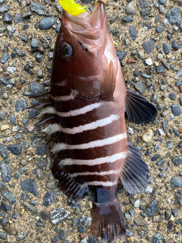 マハタモドキの釣果