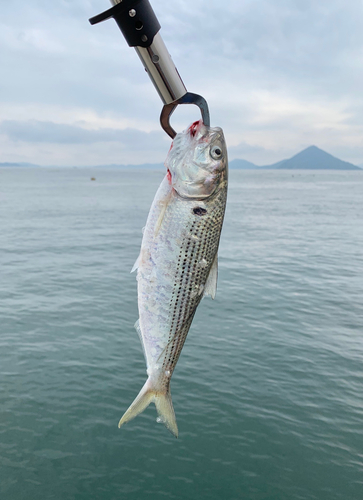 コノシロの釣果