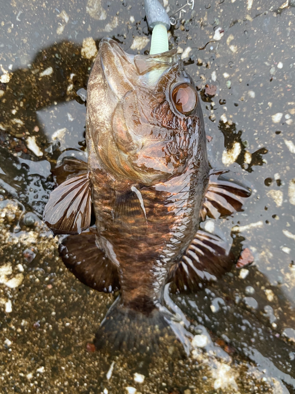 クロイシモチ