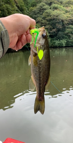 ラージマウスバスの釣果