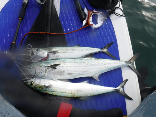 イソカサゴの釣果