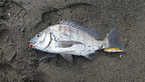 キビレの釣果