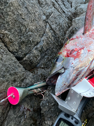 キハダマグロの釣果