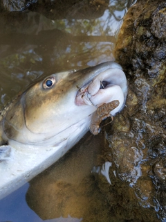 ニゴイの釣果