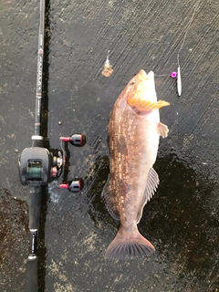 アイナメの釣果