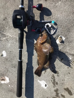 エゾメバルの釣果