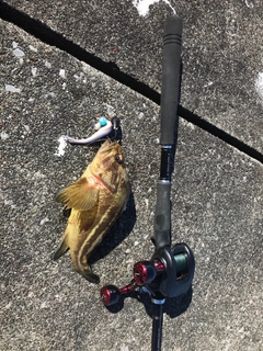 シマソイの釣果