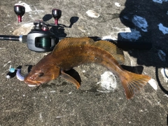 アイナメの釣果