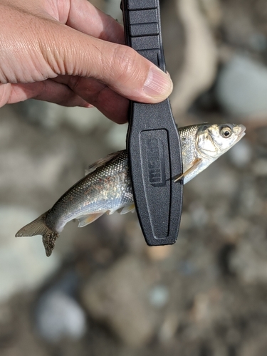 ウグイの釣果