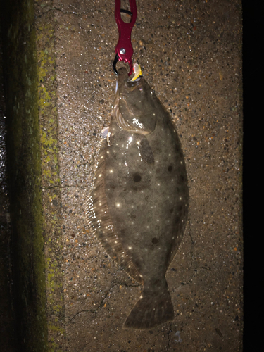 ヒラメの釣果