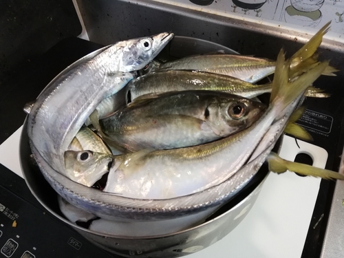 アジの釣果