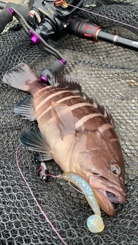 マハタモドキの釣果