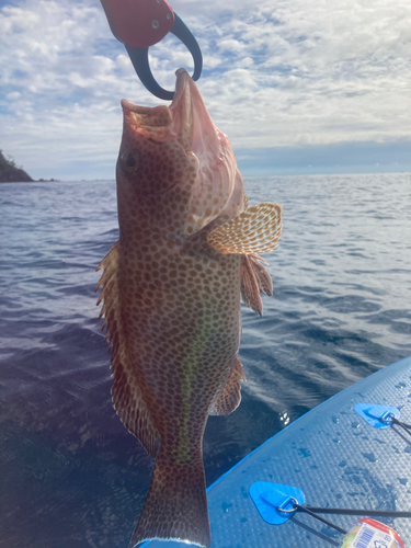 オオモンハタの釣果