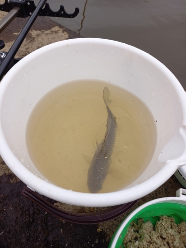 ヘラブナの釣果