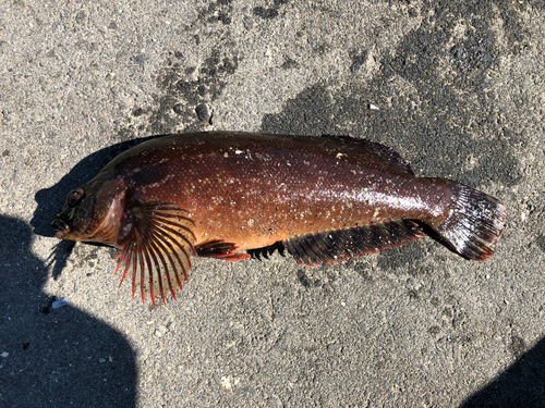 アイナメの釣果