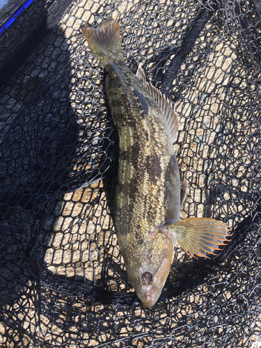 アイナメの釣果