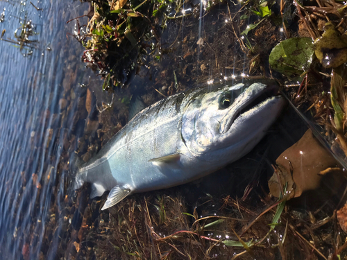 サクラマスの釣果