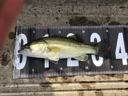 ブラックバスの釣果