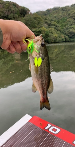 ラージマウスバスの釣果