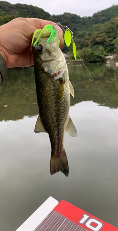 ラージマウスバスの釣果