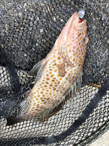 オオモンハタの釣果