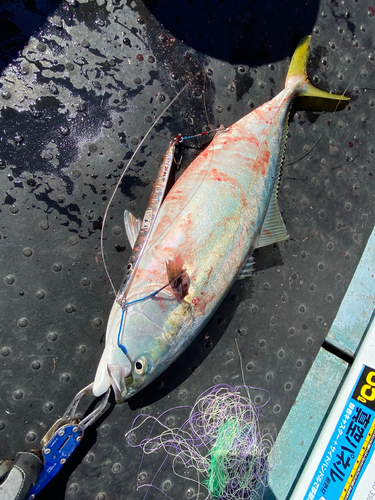 イナダの釣果