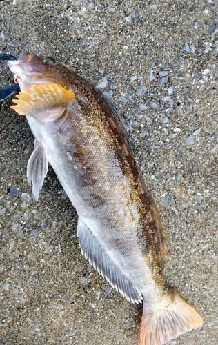 アイナメの釣果