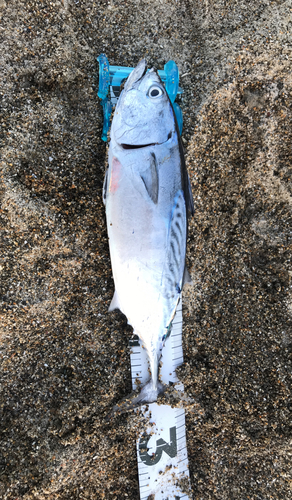 ソウダガツオの釣果