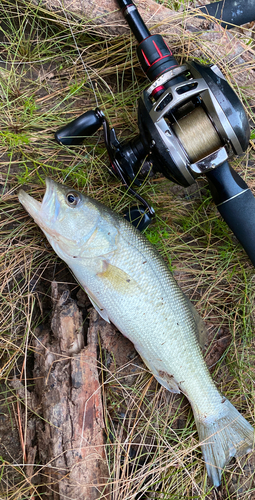 ブラックバスの釣果