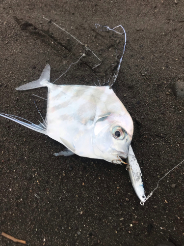 イトヒキアジの釣果