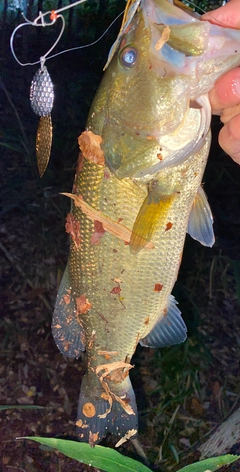 釣果