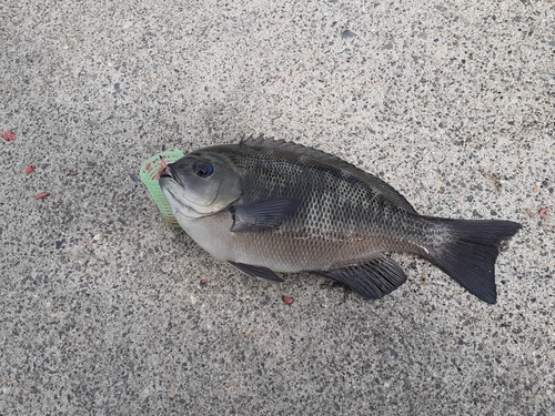 グレの釣果