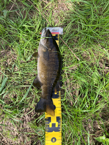 スモールマウスバスの釣果