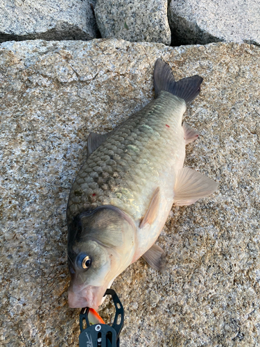 コイの釣果