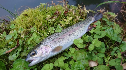 ニジマスの釣果