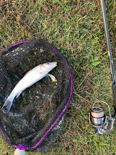 ニゴイの釣果