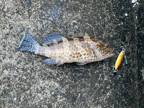 オオモンハタの釣果