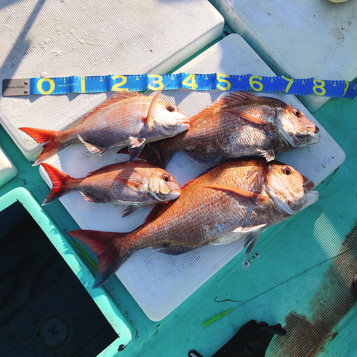 タイの釣果