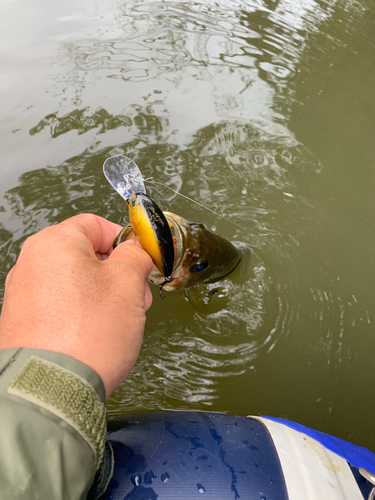 ラージマウスバスの釣果