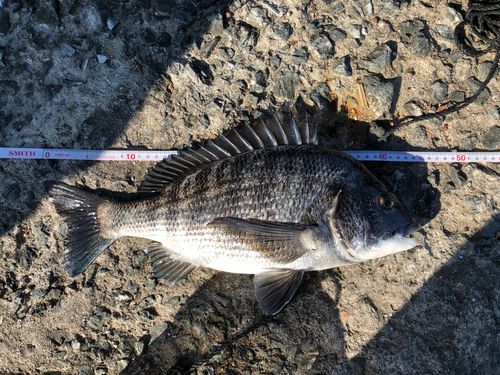 クロダイの釣果