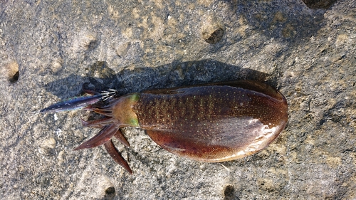 アオリイカの釣果