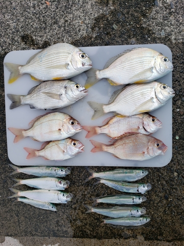 ヘダイの釣果